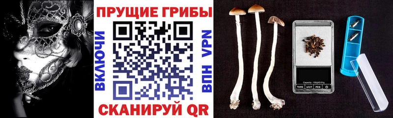 продажа наркотиков  Чапаевск  Псилоцибиновые грибы Cubensis 